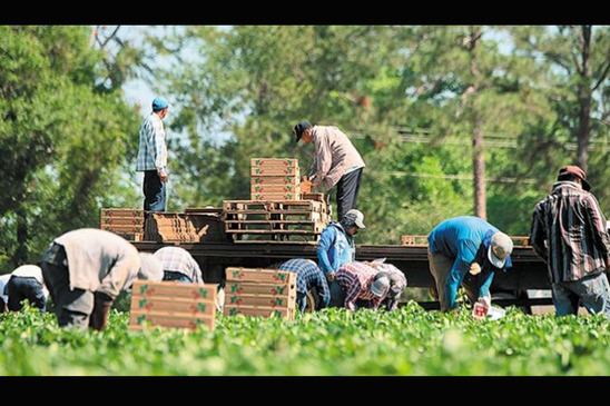 Image: Λύσεις για το πρόβλημα με τους εργάτες γης ζητούν οι Αγροτικοί Σύλλογοι της χώρας