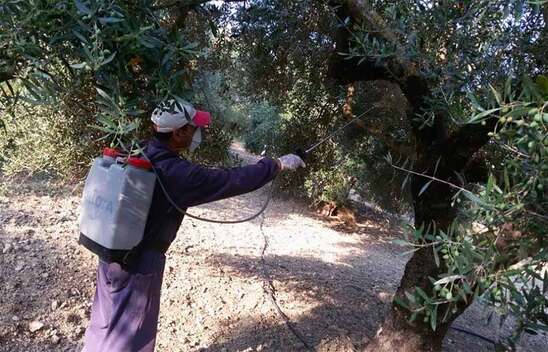 Image: Δραστικότερα φάρμακα φέτος για τη δακοκτονία