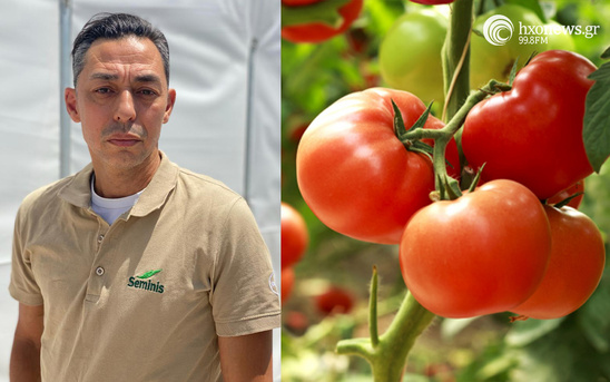 Image: Υβρίδιο τομάτας Χριστίνα απο την BIOS AGROSYSTEMS της SEMINIS - Το νούμερο ένα σε παραγωγή
