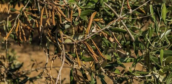 Image: Αποζημιώσεις: «Ούτε σεντ δεν θα δει η Κρήτη για το λάδι» - «Βόμβα» Αραχωβίτη