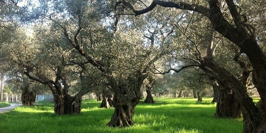 Image: Πωλείται αγροτεμάχιο/ελαιώνας στον Αναδασμό Καβουσίου