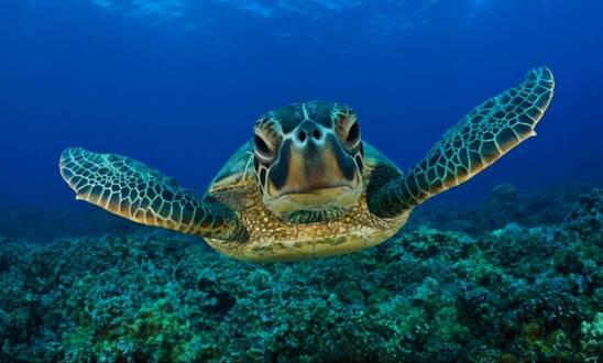 Image:  Λιμεναρχείο Ιεράπετρας: Σταματήστε να ταΐζετε την χελώνα caretta caretta