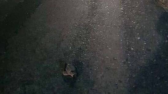 Image: Θλιβερές εικόνες στη Σητεία: Χελωνάκια καρέτα - καρέτα πατήθηκαν από αυτοκίνητα