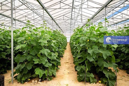 Image: Κ. Σπυριδάκη: «Ο κανονισμός για τα θερμοκήπια απειλεί τους παραγωγούς της Κρήτης - Μηδενική αδειοδότηση, εκτόξευση κόστους και πλήγμα για την Ιεράπετρα»
