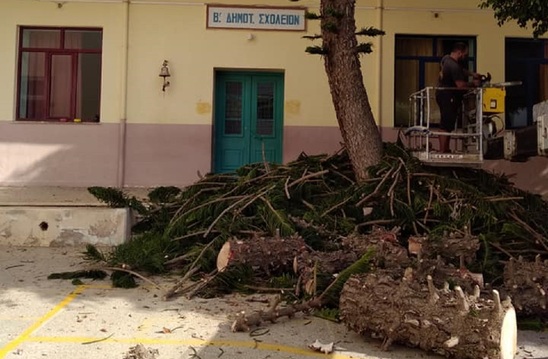 Image: Γιατί κόπηκε το δέντρο στο 2ο Δημοτικό Σχολείο Ιεράπετρας