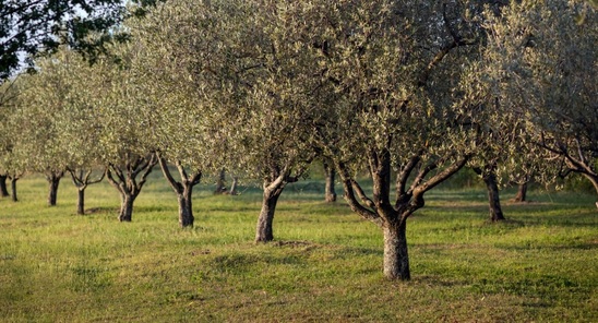 Image: Ελιά: Πως να αυξήσουμε μέγεθος, βάρος καρπών και απόδοση σε λάδι - PLASMOL και ΜΕΤΑΛΟΖΕΪΤ Καλίου δύο προϊόντα που αναδεικνύουν την δύναμη της στοχευμένης ειδικής θρέψης