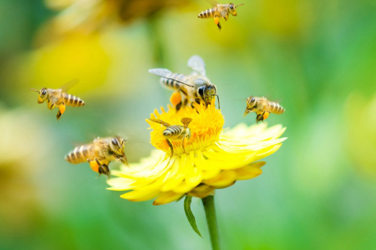 Image: Ο Κ. Κρασσάς νέος πρόεδρος του Μελισσοκομικού Συλλόγου Λασιθίου