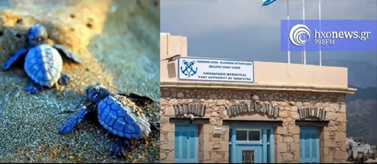 Image: Προσοχή ! Ας προστατεύσουμε τα χελωνάκια που εμφανίστηκαν σε παραλίες της Ιεράπετρας 