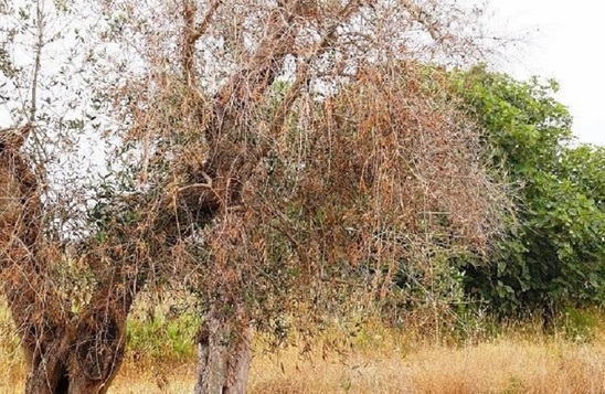 Image: Xylella: 37 νέα είδη φυτών προστέθηκαν στη λίστα υποδοχής