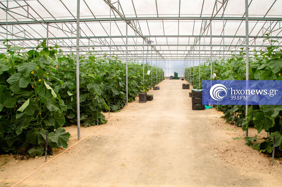 Image: Τιμές Αγροτικών Προϊόντων 22.05.2023