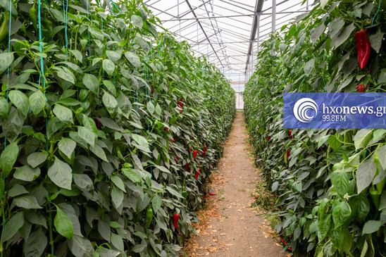 Image: ΜΕΝΟ 2026: Εγγραφές και ανανεώσεις μέσω του Ενιαίου Αγροτικού Συλλόγου Ιεράπετρας