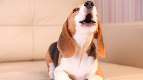 Image: 500 ευρώ πρόστιμο αν γαβγίζει ο σκύλος σας σε ώρες κοινής ησυχίας
