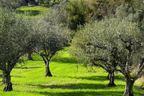 Image: Τραγωδία στο Ηράκλειο: 55χρονος πέθανε ενώ ράβδιζε ελιές