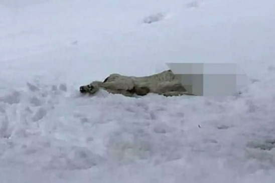 Image: Αποκεφάλισαν σκύλο και τον πέταξαν στα χιόνια - Σκληρές εικόνες