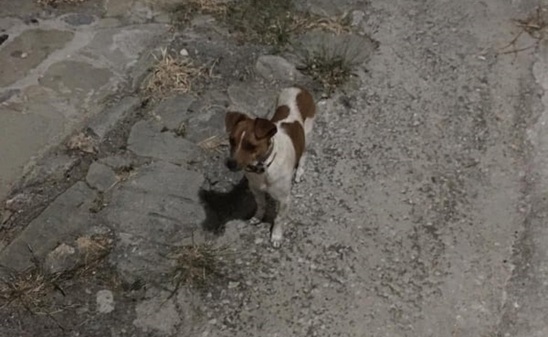 Image: Βρέθηκε αδέσποτο σκυλάκι στο χωριό της Ανατολής - Αναζητείται ο ιδιοκτήτης