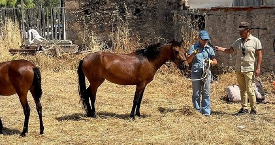 Image: Το Γιοργαλίδικο άλογο μέρος της πολιτιστικής κληρονομιάς της Ιεράπετρας