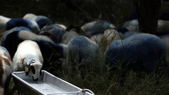 Image: Οικονομική αρωγή σε κτηνοτρόφους που επλήγησαν από τον κορωνοϊό