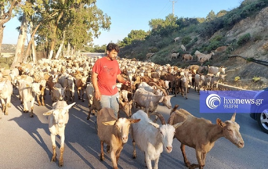 Image: Κινδυνεύει με κατάρρευση η Λασιθιώτικη κτηνοτροφία ;