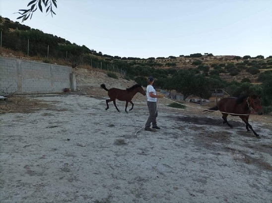 Image: Εκδηλώσεις για το Γιοργαλίδιο άλογο  σε χωριά της Ιεράπετρας
