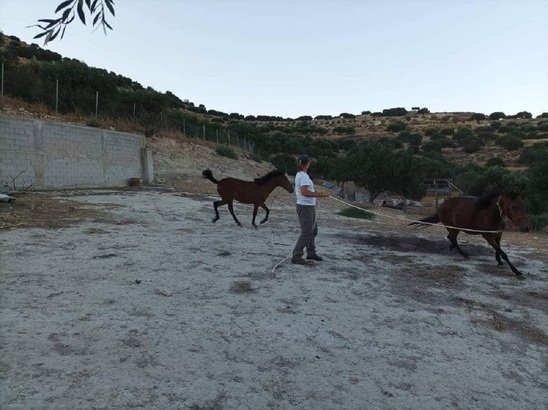 Image: Εκδηλώσεις για το Γιοργαλίδιο άλογο σε χωριά της Ιεράπετρας