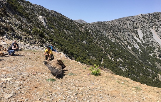 Image: ΕΟΣ Λασιθίου: Απελευθέρωση άγριων αρπακτικών πτηνών στον Άμπελο Οροπεδίου Λασιθίου