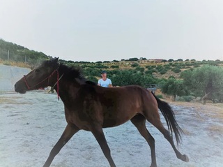 hxonews Αυτή η ομορφιά ονομάζεται ΓΙΟΡΓΑΛΙΔΙΚΟ άλογο. Είναι αναπόσπαστο μέρος της κληρονομιάς μας. Μέσα του αντανακλάται όλη ιστορία της Κρήτης. Τα χαρακτηριστικά της φύσης του νησιού, όπως και των ανθρώπων που πέρασαν η ζούσαν εδώ.