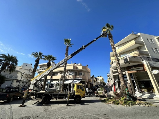 Image: Κλαδεύονται δέντρα και φοινικόδεντρα σε Ιεράπετρα και Κάτω Χωριό