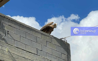 hxonews