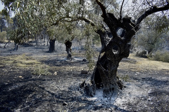 Image: Πυρκαγιά Ιεράπετρας - Διευκρινίσεις για τις αποζημιώσεις ζητά ο Απόστολος Σερεμέτης: Τι γίνεται με τα καμένα ελαιόδεντρα των ιδιοκτητών;