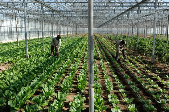 Image: Κρήτη και Μεσσηνία ενώνουν δυνάμεις για τους εργάτες γης
