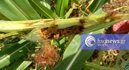 Image: Η Spodoptera frugiperda βάζει φραγμούς στη διακίνηση των κηπευτικών της Κρήτης