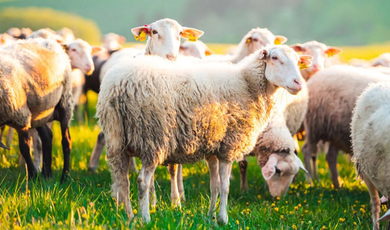 Image: Μαγνησία: Πρόβατα έφαγαν… 100 κιλά χασίς και «έκαναν κεφάλι»