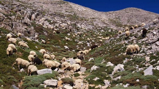 Image: Συναγερμός για νέο ύποπτο κρούσμα ευλογιάς των αιγοπροβάτων στην Κρήτη