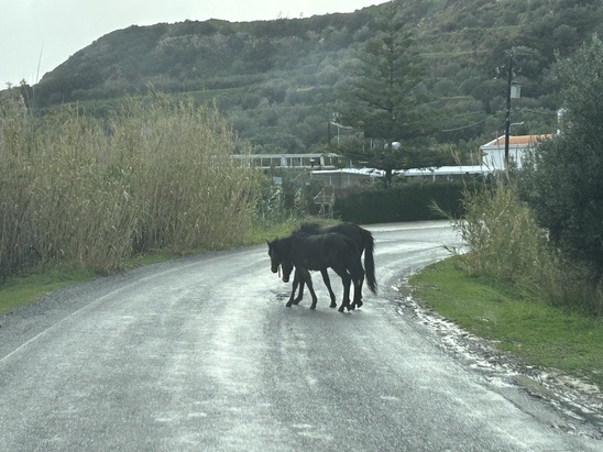 Image: Τρία άλογα ελεύθερα στον δρόμο της Ανατολής – Σοβαρός κίνδυνος για οδηγούς και ζώα