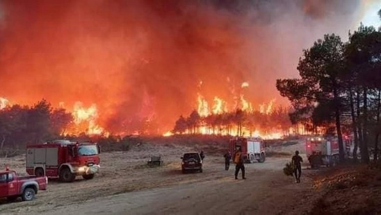 Image: Τραγωδία / Απανθρακωμένα πτώματα 18 μεταναστών εντοπίστηκαν στο δάσος της Δαδιάς