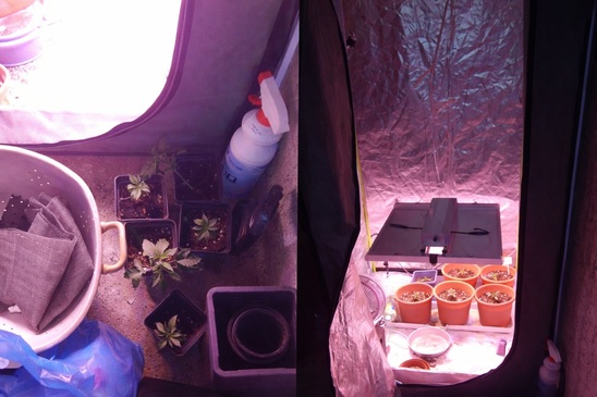 Image: Χειροπέδες σε 42χρονο στον Άγιο Νικόλαο για καλλιέργεια και κατοχή ναρκωτικών