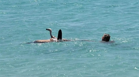 Image: Σητεία: Λουόμενος έσωσε γύπα που έπεσε στη θάλασσα - Τον «βάφτισαν» Μαθιό