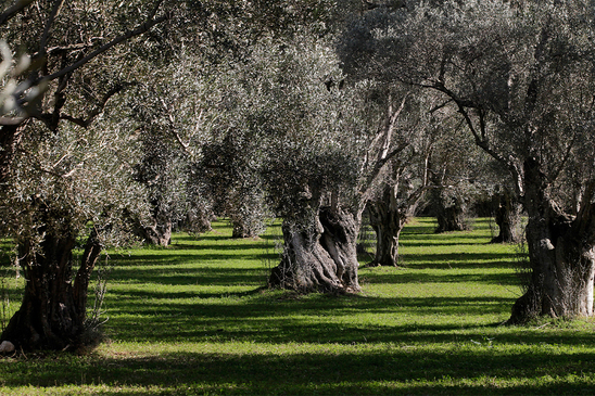 Image: Συνεδριάζει η Επιτροπή Αγροτικών Θεμάτων Ιεράπετρας για το πρόγραμμα δακοκτονίας