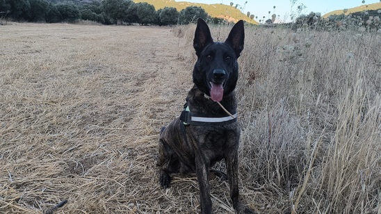 Image: Φόλες στο Κάτω Χωριό Ιεράπετρας