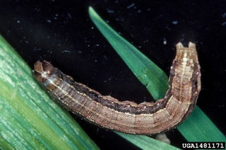 hxonews «Προνύμφη του εντόμου Spodoptera frugiperda, το οποίο παρακολουθείται μέσω οργανωμένου δικτύου επιτήρησης».