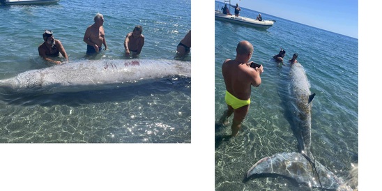 Image: Ο «ΑΡΙΩΝ» εξηγεί τα αίτια για τον Μαζικό εκβρασμό ζιφιών στη νότια Κρήτη