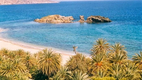 Image: Το κόκκινο σκαθάρι και το φοινικόδασος στο Βάι