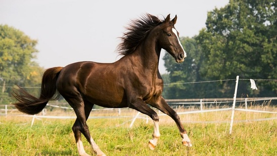 Image: Βρέθηκε το άλογο που είχε χαθεί στα Λιβάδια Ιεράπετρας