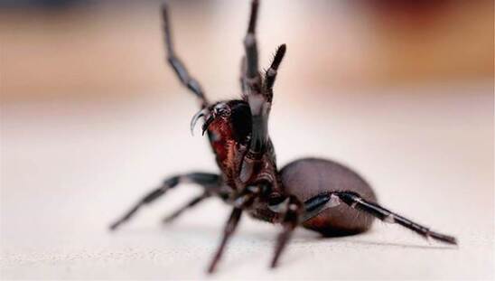 Image: Τρόμος από τσιμπήματα μαύρης αράχνης: Κινδύνεψε βρέφος 10 μηνών