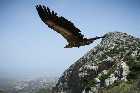 Image: Τι κάνουμε σε περίπτωση που βρούμε ένα δηλητηριασμένο ή χτυπημένο άγριο ζώο