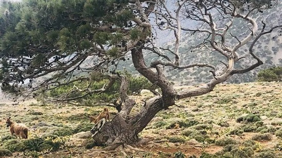 Image: ΟΠΕΚΕΠΕ: δράματα στην Κρήτη από την δέσμευση εκατοντάδων τραπεζικών λογαριασμών με εισαγγελική διάταξη