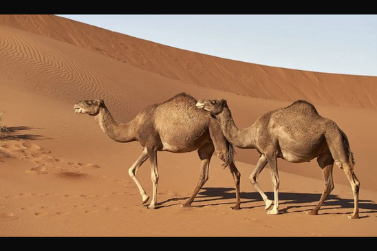 Image: Συναγερμός για τη «γρίπη της καμήλας» μετά το Μουντιάλ - Είναι πιο θανατηφόρα από τη Covid-19