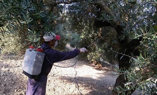 Image: Δακοκτονία: Αρχίζουν οι ψεκασμοί σε Άγιο Νικόλαο και Σητεία