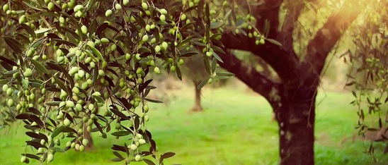 Image: Ιεραπετρίτικη Γη - Λάδι το .... Πολύτιμο, με τον Μ. Αγιαννιωτάκη και τον Μ. Δασενάκη