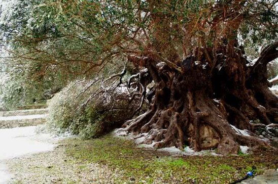 Image: Συνεργασία δυο συνεταιρισμών για την καταγραφή υπεραιωνόβιων ελιών στην Ιεράπετρα